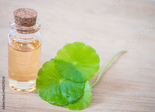 Gotu Kola leaf  and bottle of essential oil extract.