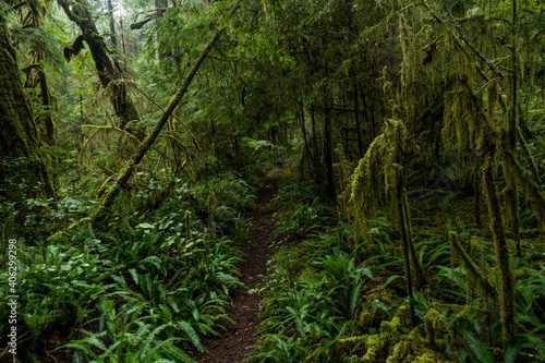 Dark rainy forest with path