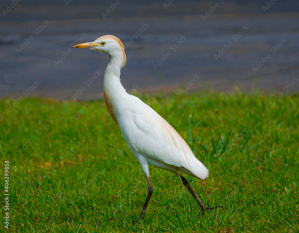 Obraz premium heron