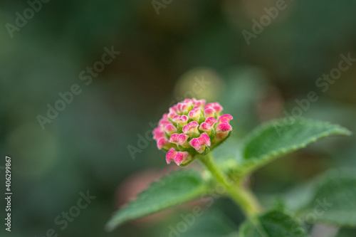 Small pink flowers in flower garden.