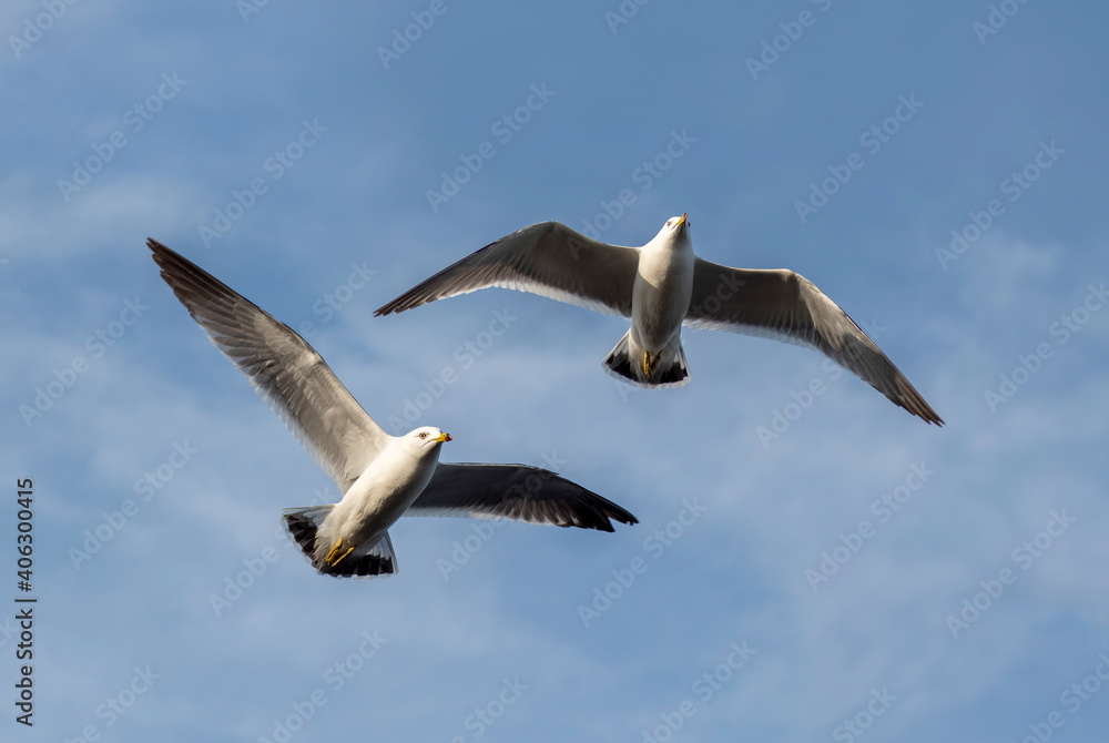 Seagulls flying in the sky Seagulls flying in the sky