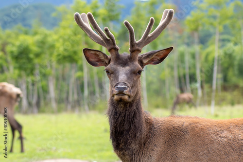 Maral - siberian deer