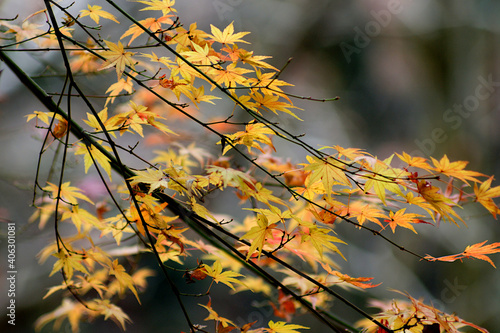 autumn leaves in the sun © osamu sakairi