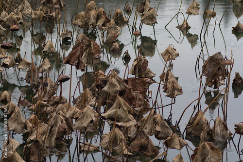 withered lotus photo