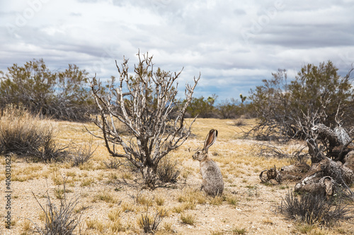 Desert landscape with black-tailed Jackrabbit in Joshua Tree National Park, California
