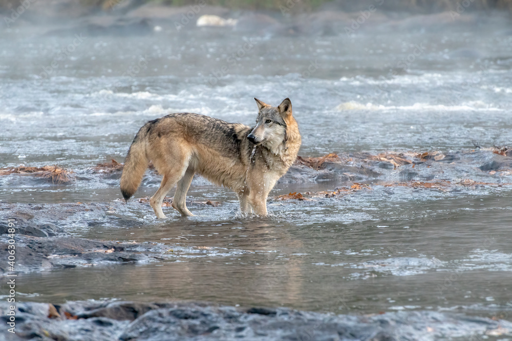 Grey Wolf Drinking from a Misty River