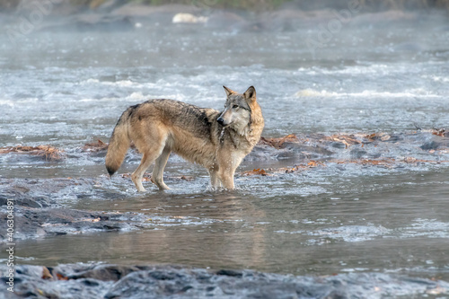 Grey Wolf Drinking from a Misty River © Evelyn