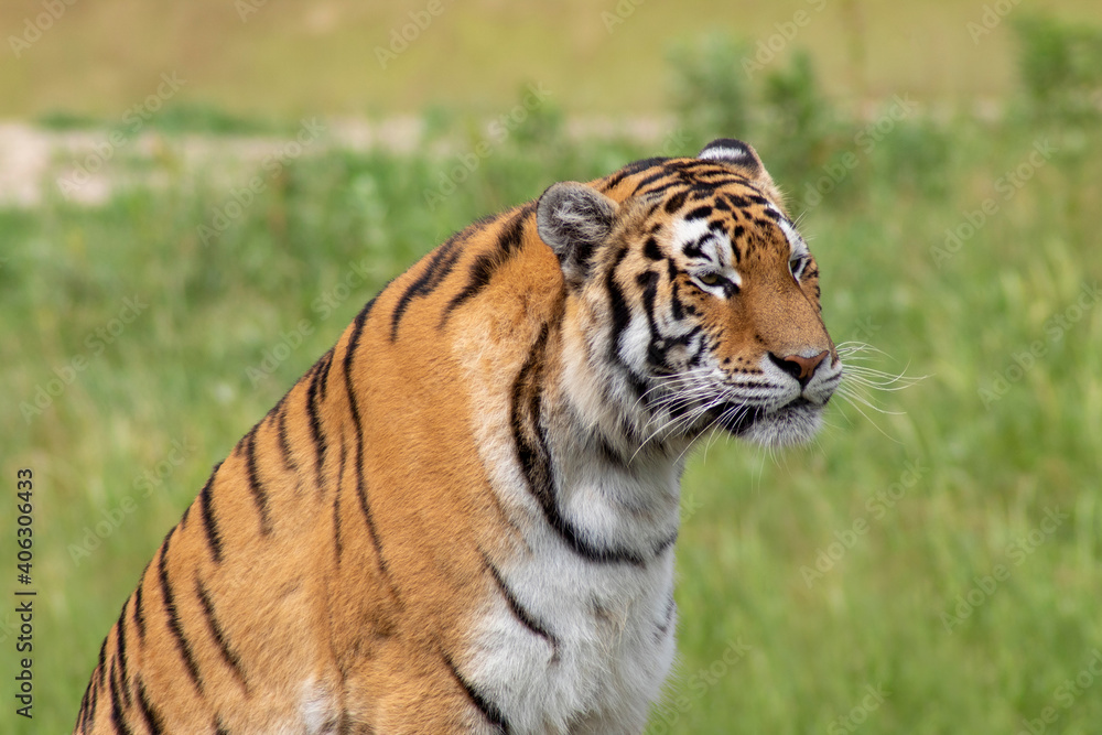 Obraz premium Amur tiger in the wild