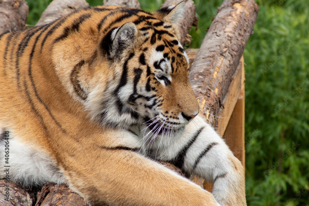 Fototapeta premium Amur tiger