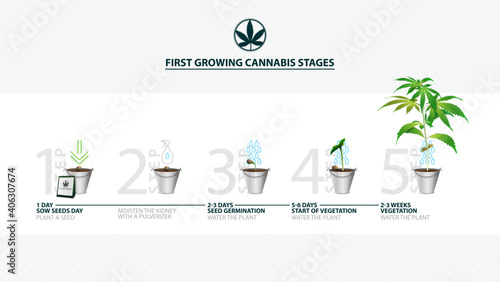 Stages of cannabis seed germination from seed to sprout, the growing season of cannabis, first growing cannabis stages, guide of growing cannabis