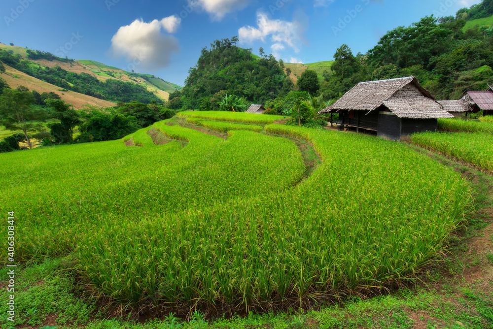 Fototapeta premium The beautiful nature of green rice fields and ancient farmer huts that are open as homestays welcome visitors to appreciate nature in Chiang Mai, Thailand.