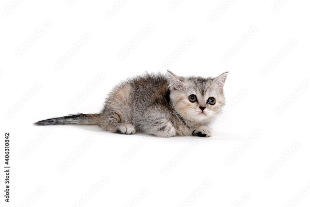 Fototapeta premium Purebred kitten on a white background