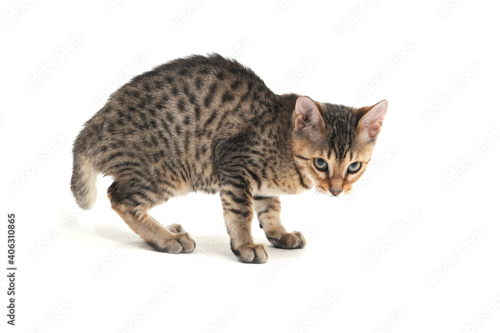 Purebred smooth-haired kitten on a white background Purebred smooth-haired kitten on a white background