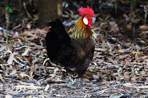 Foto Female chicken in the forest