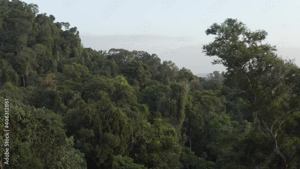 View of tall trees in rainforest in golden light View of tall trees in rainforest in golden light