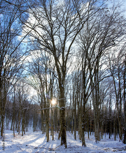 in a deciduous forest in winter