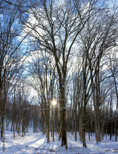 in a deciduous forest in winter