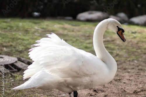 A white swan stands on a grass, a blurred background, in Jerusalem Israel