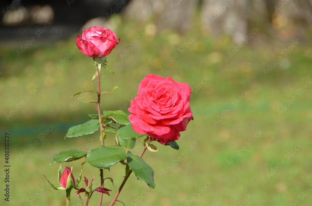 Obraz premium Beautiful red roses on the sunset