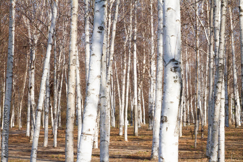 Birch tree forest in early Spring.