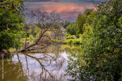 Barren Summertime Tree