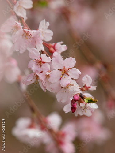 開花した桜と蕾