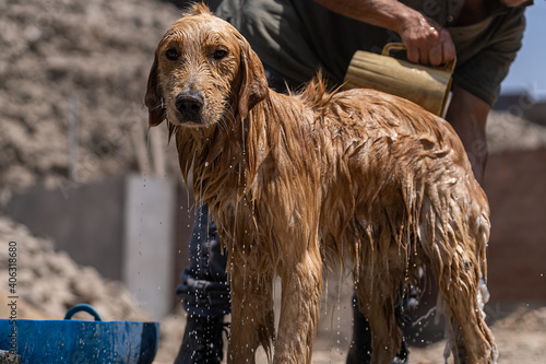 Baño de un perro photo