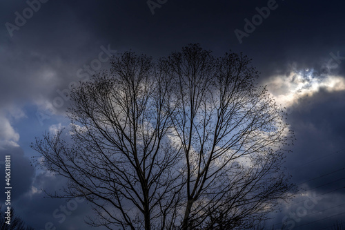 曇り色の樹