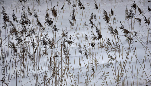graphic resource, background, reeds in winter among the snow