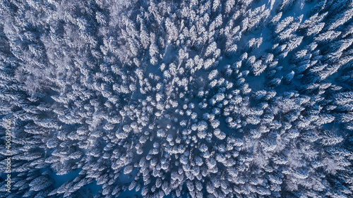 Top down aerial drone view of the snow covered wood after a snowfall. Drone view of the forest in winter. Trees in the snow. Frosty forest. Nature landscape. Italian Alps