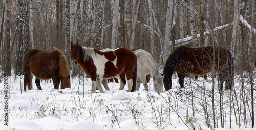 a herd of horses of different colors graze in the winter forest, looking for grass under the snow