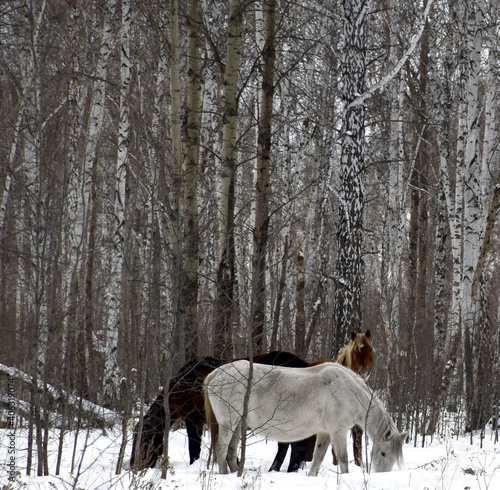 a herd of horses of different colors graze in the winter forest, looking for grass under the snow