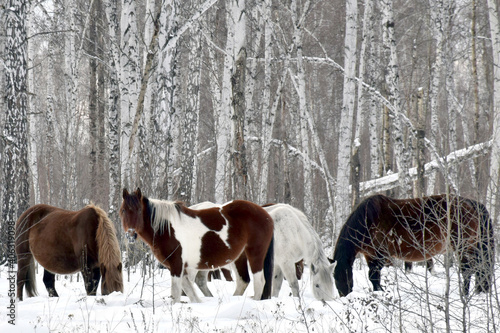 a herd of horses of different colors graze in the winter forest, looking for grass under the snow