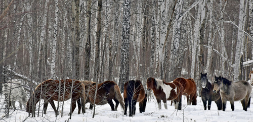a herd of horses of different colors graze in the winter forest, looking for grass under the snow