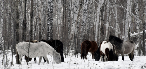 a herd of horses of different colors graze in the winter forest, looking for grass under the snow