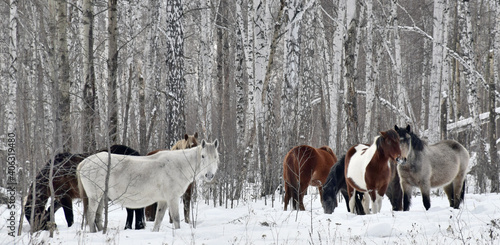 a herd of horses of different colors graze in the winter forest, looking for grass under the snow