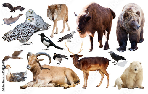 collection of different birds and mammals from Europe isolated on white background.