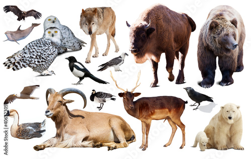 collection of different birds and mammals from Europe isolated on white backg...