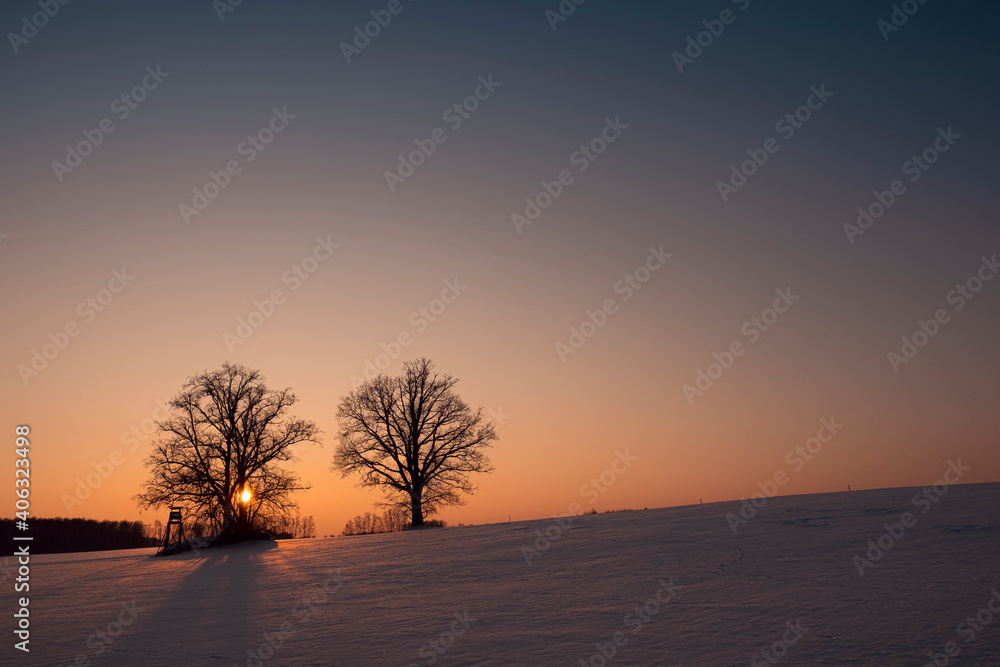 Lonely trees in winter sunset Lonely trees in winter sunset