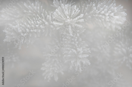 image of fir tree snow