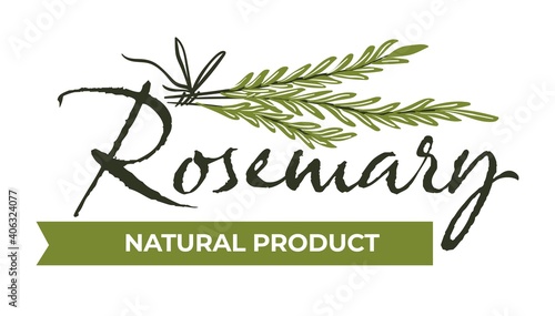 Rosemary natural product, herbs and spices vector