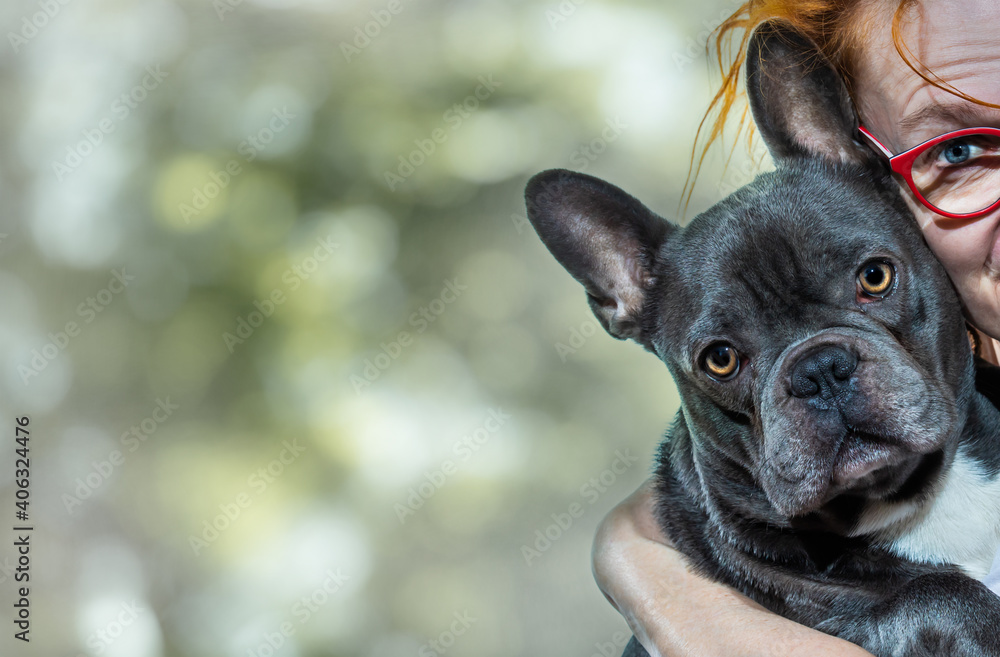 Porträt von einer erwachsenen Französischen Bulldogge. Eine Frau hat ihn auf ihrem Arm. Im Hintergrund ist unscharf natürliche Vegetation zu sehen.