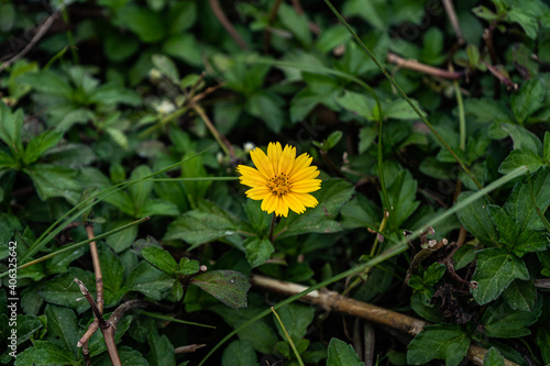 a yellow flower