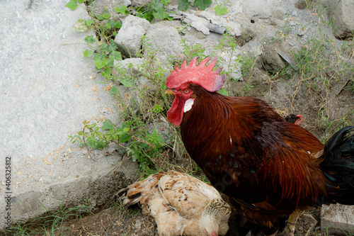 a brown cock