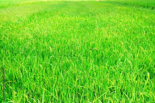Green Fresh Paddy Field Background, Suitable for Agricultural Concept.