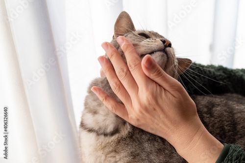 猫の顔を撫でる サバトラ猫