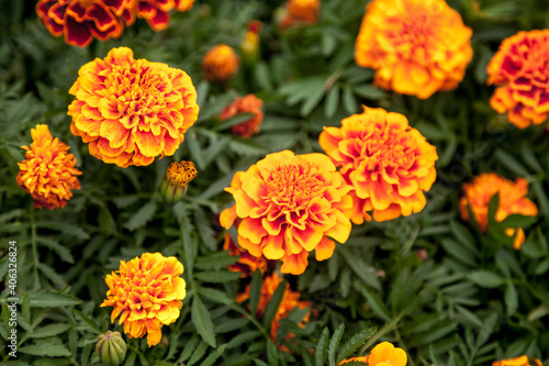 Marigolds bright flowers with green leaves. Background of flowers close-up, top view. Selective focus. Floral design with space for creativity. Useful properties of marigolds concept. Copy space