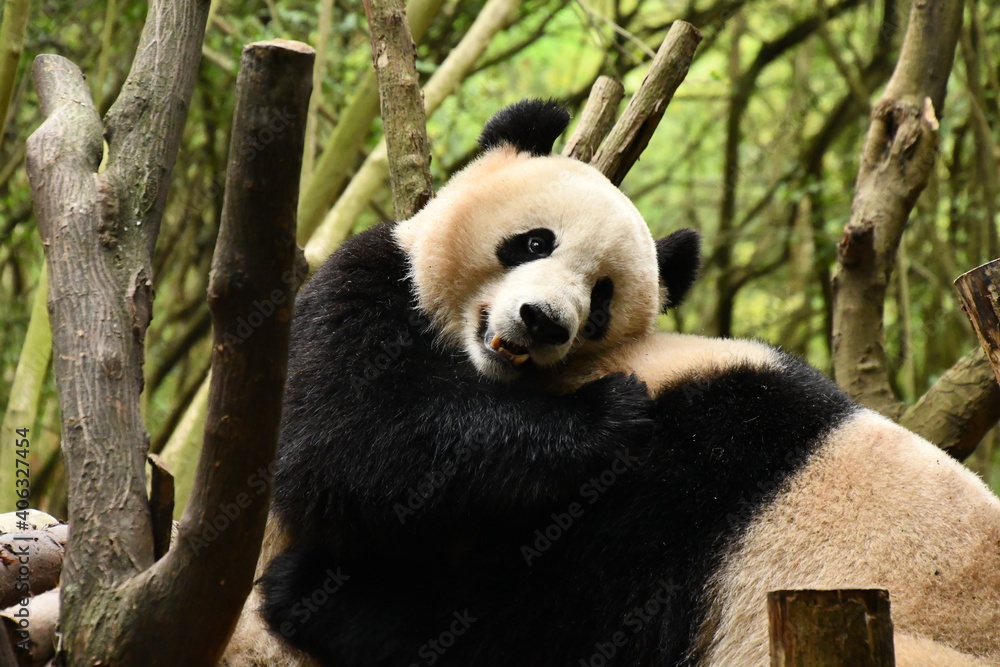 Fototapeta premium Female panda fighting with male, Chengdu panda sanctuary, Sichuan, China