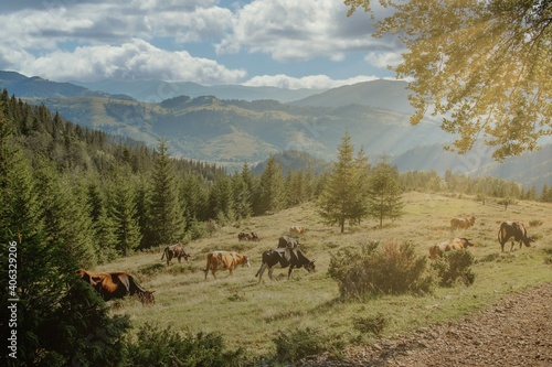 Cows graze on an alpine meadow among fir trees in the mountains. Mountains and slopes in the background. Mountain landscape with cows in the meadow