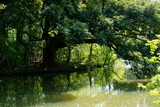 春の新緑に囲まれた池の風景
